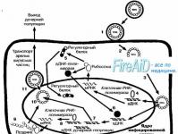 Replikationscykeln för herpesvirus